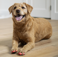 Soft Claws Nail Caps For Dogs - Silver Sparkle - Medium
